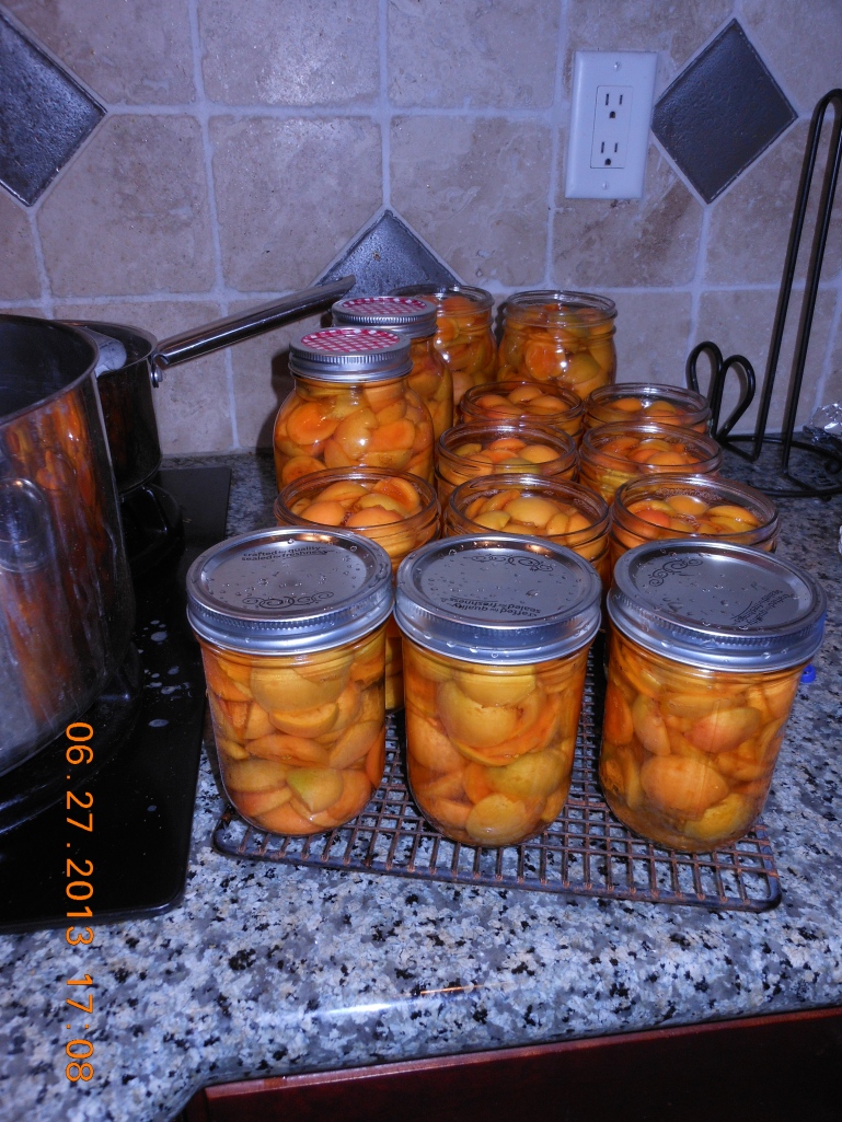 I heated the apricots in a sugar-water solution and put them in the sterlized jars.  Then I processed them in the water bath canner.