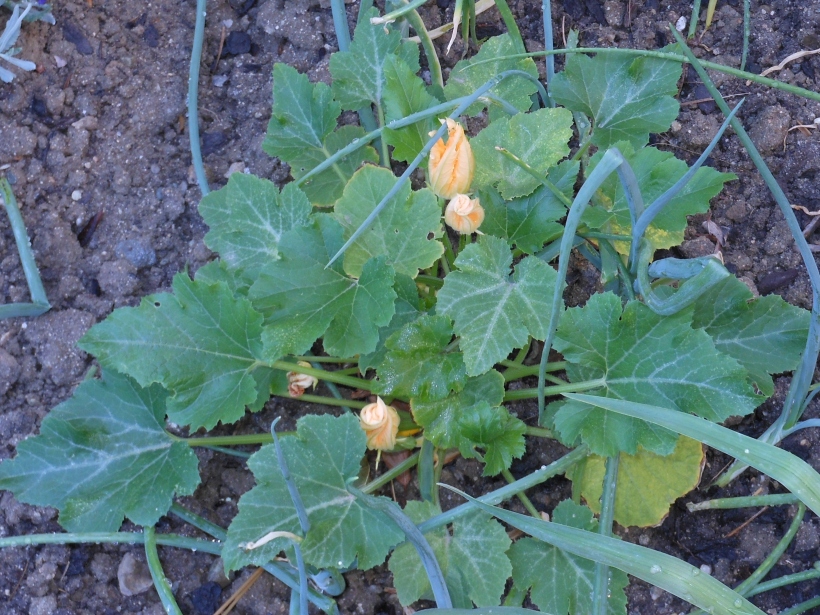 My zucchini plant has really started to grow in the last week or so.  It's expanding and is starting to flower.  Hopefully I'll actually get zucchini out of it this year.